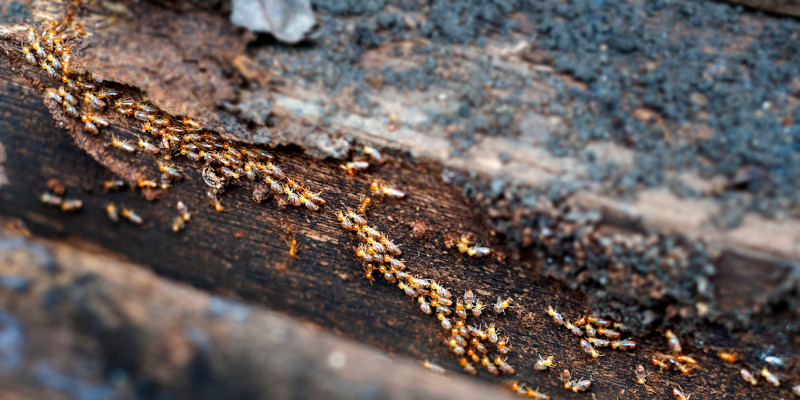 Termite Treatment in Carrollton, Texas
