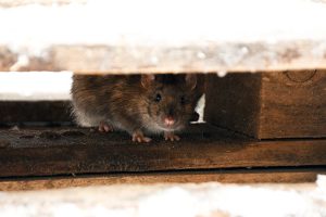 4 Rodent Control Tips to Clear Your Property of Unwelcome Visitors