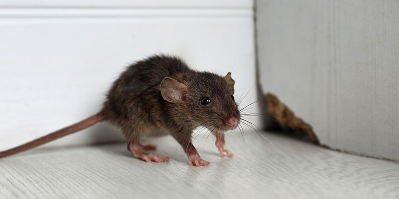 Top 4 Signs You Need Rodent Control