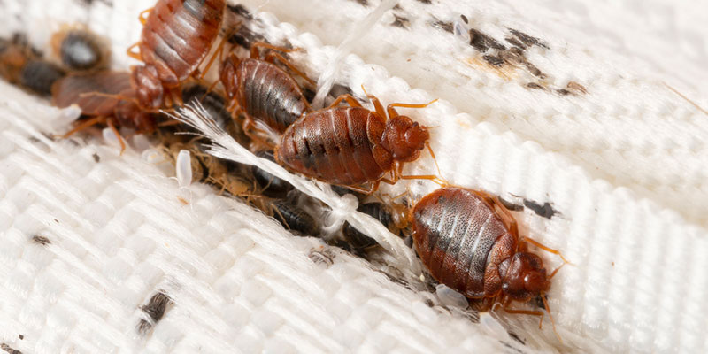 Signs You Need Bed Bug Treatment for Your Property