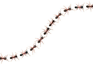 Ant Control Tactics That Actually Work