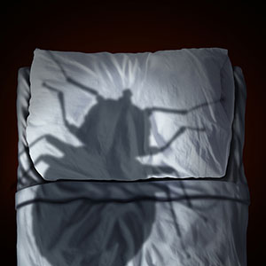 Five Signs You Need a Professional Bed Bug Inspection Immediately